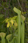 Green pitcherplant